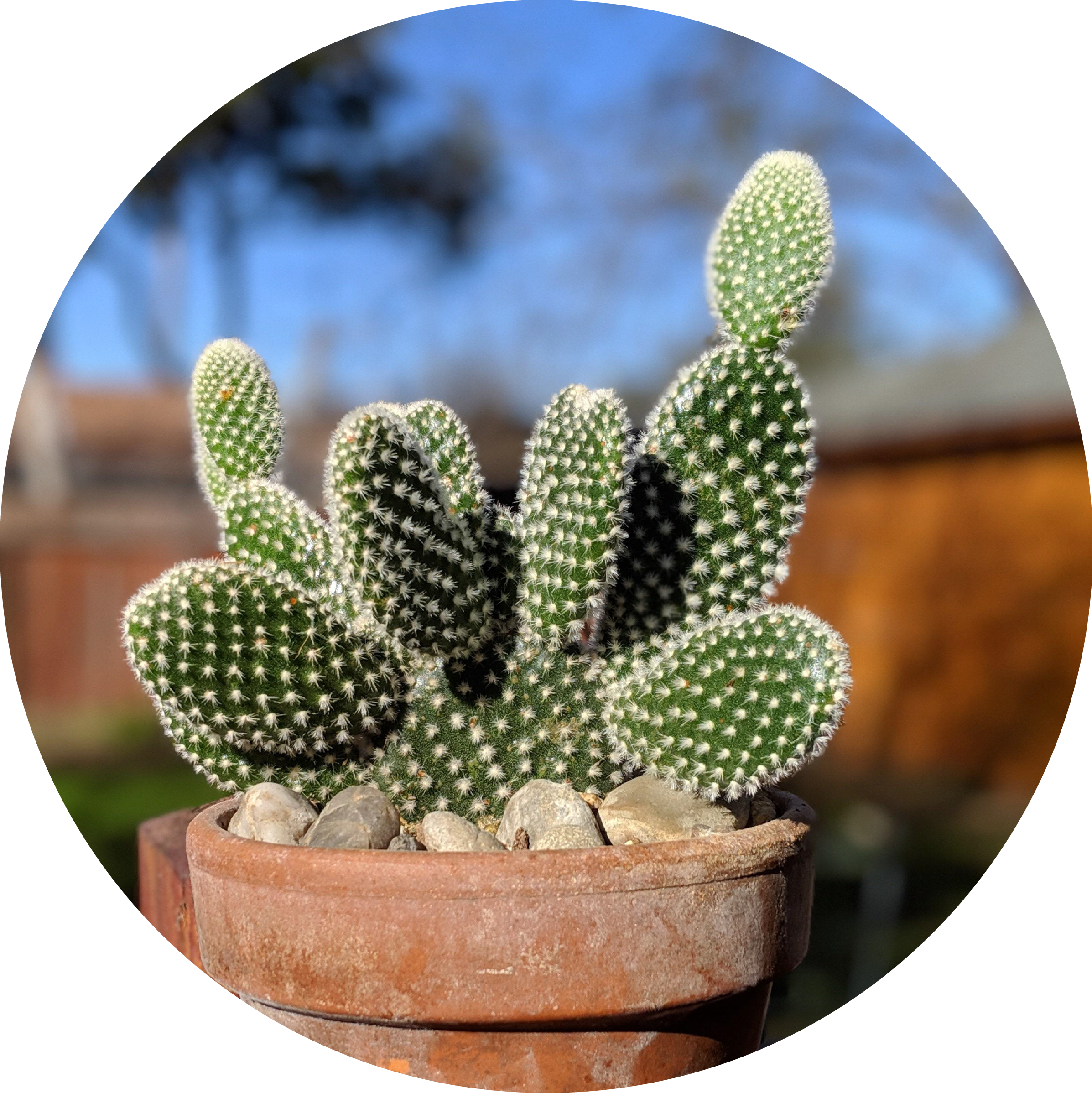 Circle Bunny Ears Cactus