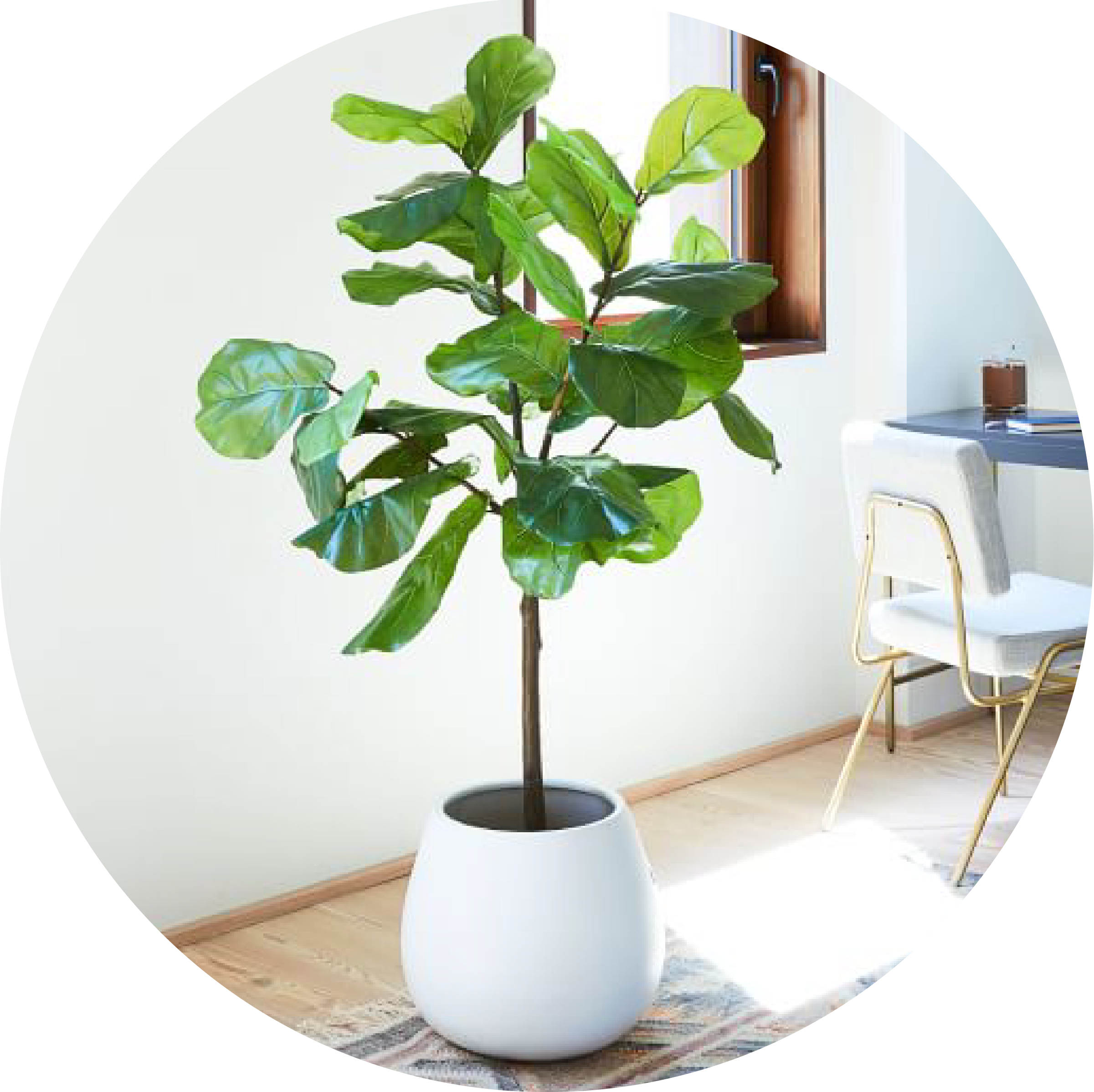 Circle Fiddle Leaf