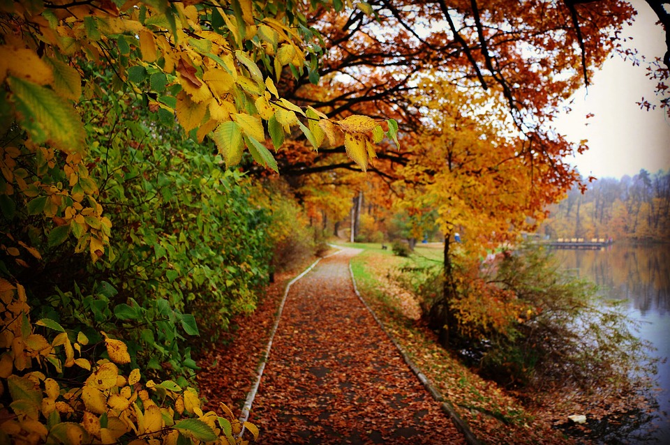 fall image