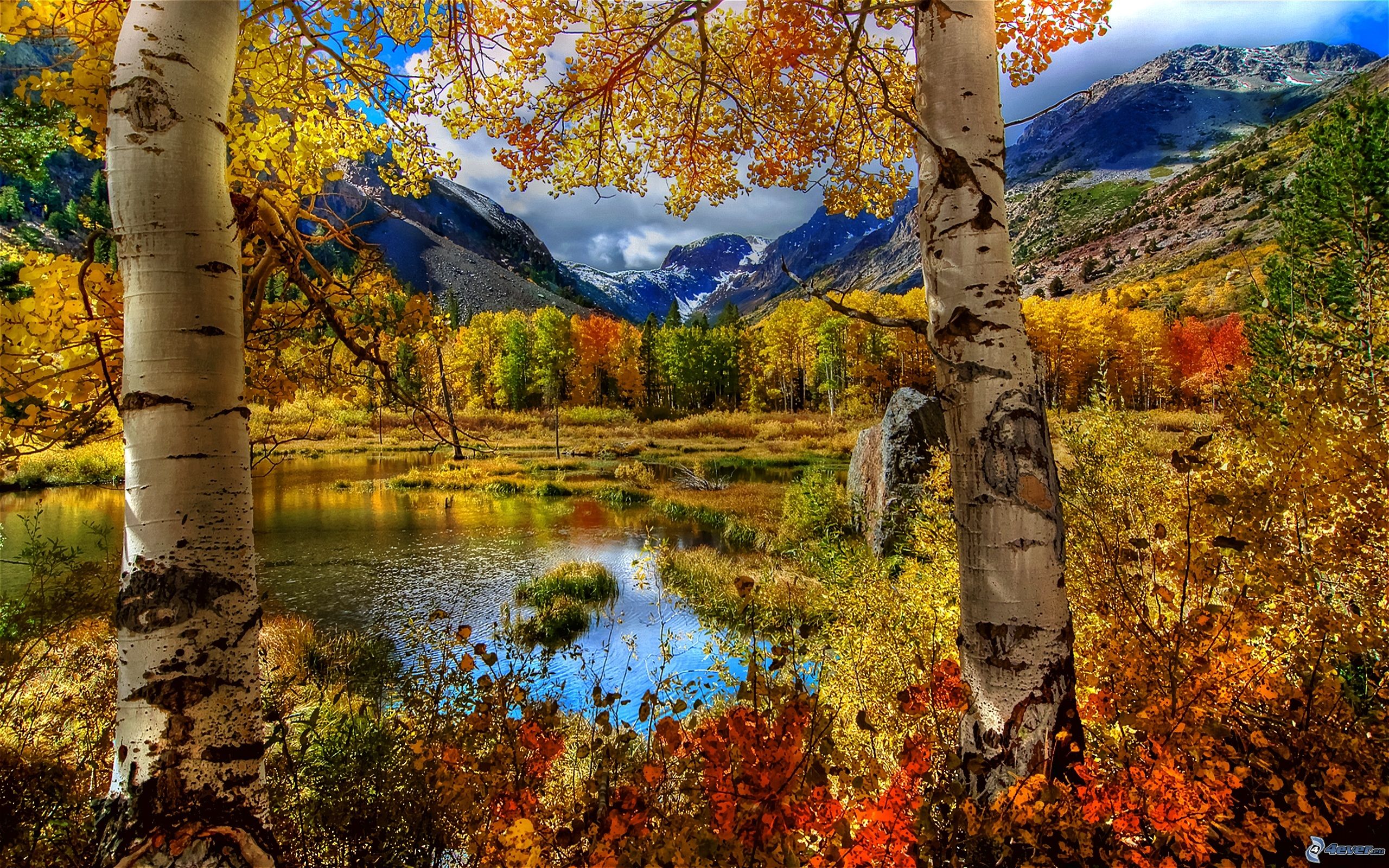 fall image