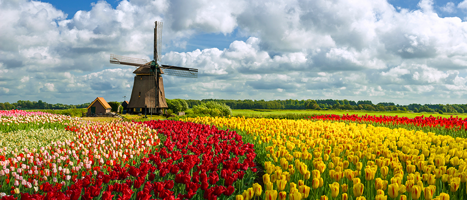 field of different color tulips in rows by color and a windmill in the distance. Bright white clouds filling the sky